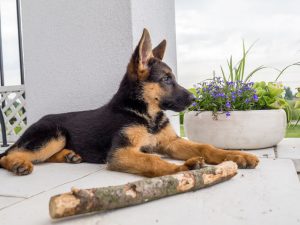 What to Do When You Bring Home Your German Shepherd Puppy