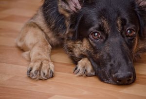 How to Care for Your German Shepherd During the COVID-19 Outbreak